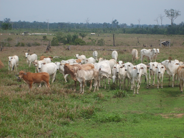 Venda Fazenda Ariquemes - RO