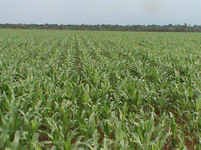 Venda Fazenda Cabixi - RO