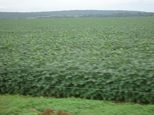 Venda Fazenda Paratininga - MT