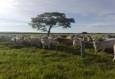 Venda Fazenda Cuiaba - MT