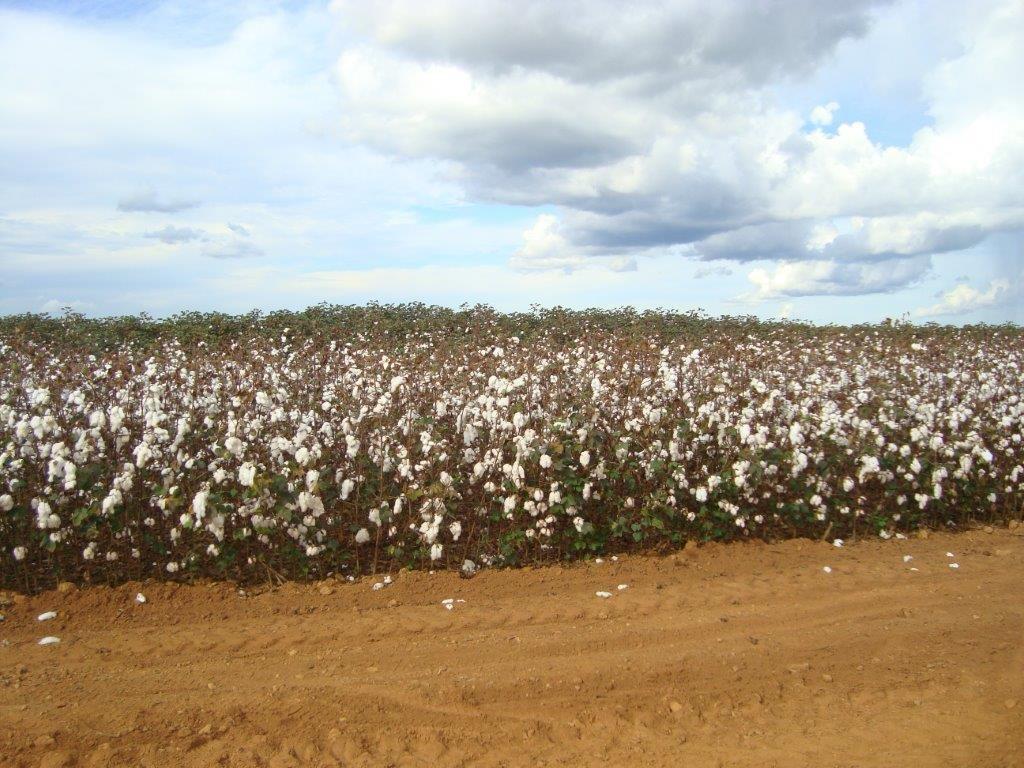 Venda Fazenda MT - MT Venda Fazenda MT - MT