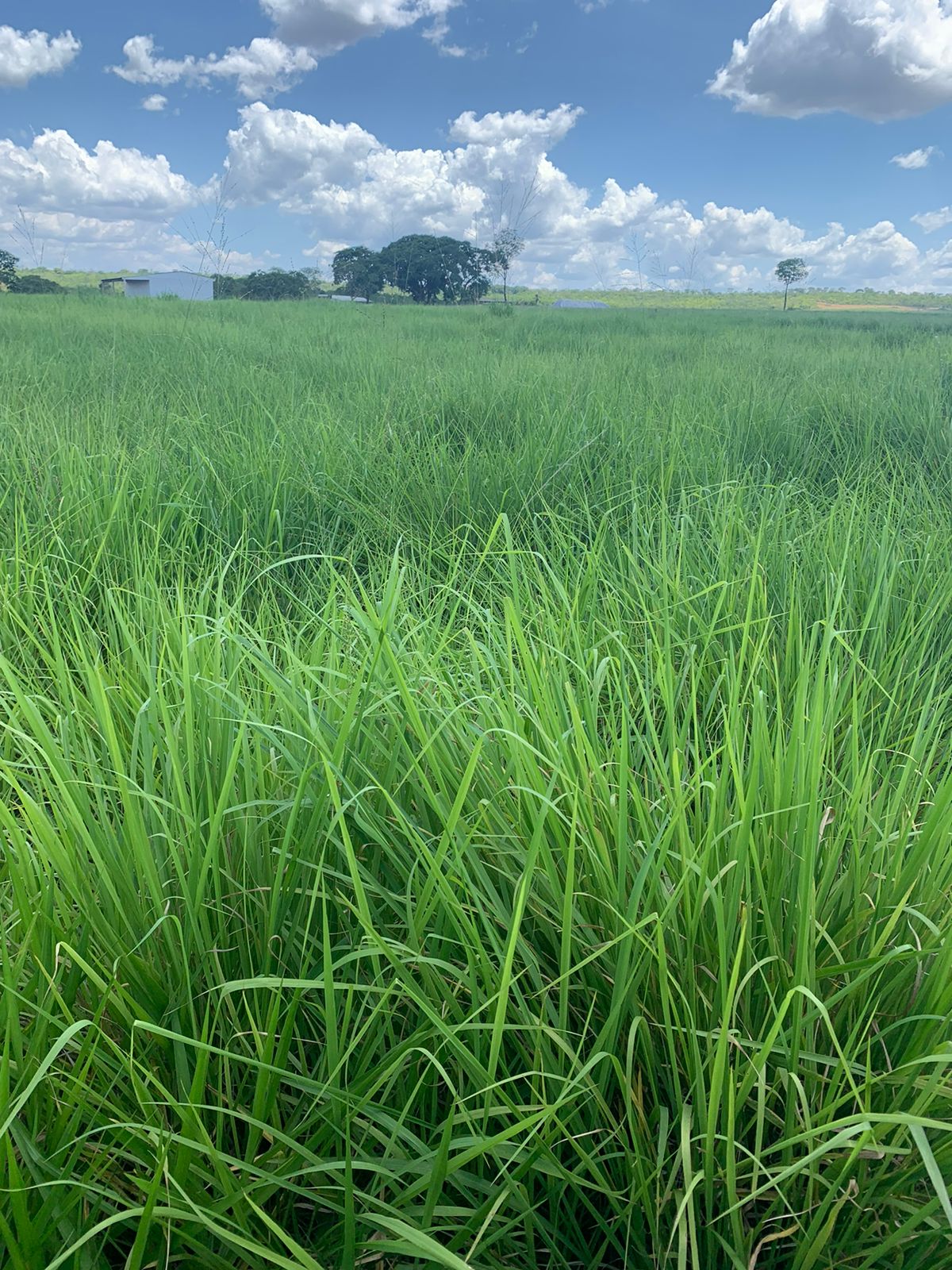 Venda Fazenda MT - MT Venda Fazenda MT - MT