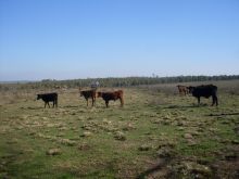 Venda Fazenda Bagé  - RS